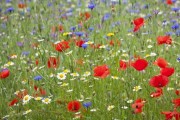 Image for 'Wildflower Meadow begins'